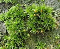 Attēlu rezultāti vaicājumam “Orthotrichum diaphanum”