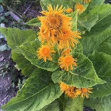 Attēlu rezultāti vaicājumam “Telekia speciosa flower”