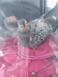 Image result for pheega