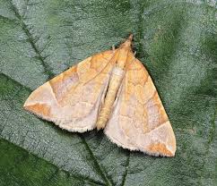 Attēlu rezultāti vaicājumam “Eulithis testata”