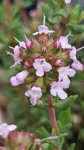 Image result for Thymus vulgaris