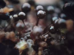 Attēlu rezultāti vaicājumam “Lamproderma gulielmae macro”