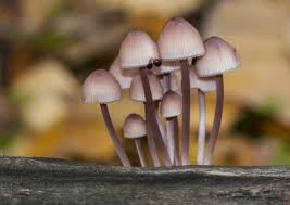 Attēlu rezultāti vaicājumam “Mycena haematopus”