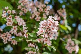 Attēlu rezultāti vaicājumam “Padus avium flower”