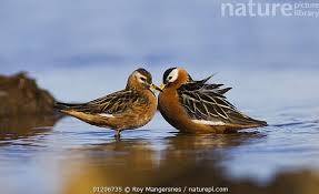 Attēlu rezultāti vaicājumam “Phalaropus fulicarius”