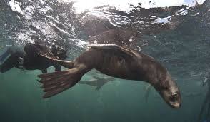 Image result for Wyndley Seals Snorkelling Club