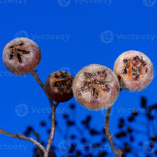 Attēlu rezultāti vaicājumam “Mespilus germanica fruit”