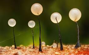 Attēlu rezultāti vaicājumam “Comatricha sp.”