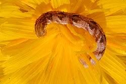 Attēlu rezultāti vaicājumam “Eupithecia satyrata”