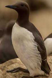 Image result for Uria aalge