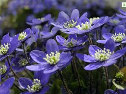 Attēlu rezultāti vaicājumam “Hepatica nobilis”