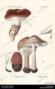 Attēlu rezultāti vaicājumam “Lepiota aspera”