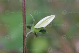 Attēlu rezultāti vaicājumam “Campanula trachelium bud”