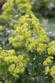 Image result for Alchemilla mollis