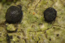 Attēlu rezultāti vaicājumam “Megalaria grossa”