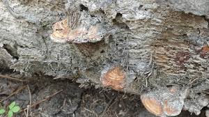 Attēlu rezultāti vaicājumam “Postia undosa”