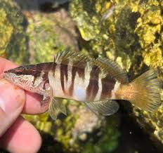 Image result for Serranus scriba