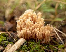 Attēlu rezultāti vaicājumam “Ramaria formosa”