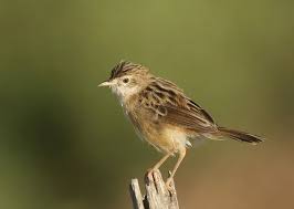 Image result for Cisticola juncidis