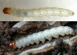 Attēlu rezultāti vaicājumam “Hepialus lupulinus”