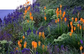 Attēlu rezultāti vaicājumam “Veronica spicata flower”