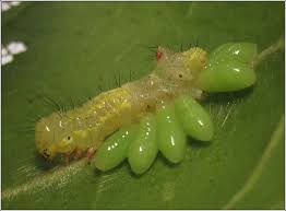 Attēlu rezultāti vaicājumam “Ptilodon capucina larva”