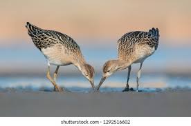 Attēlu rezultāti vaicājumam “Philomachus pugnax”