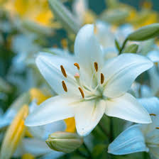 Image result for Lilie