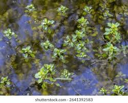 Attēlu rezultāti vaicājumam “Callitriche verna leaf”