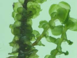 Attēlu rezultāti vaicājumam “Scapania undulata”