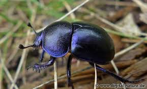 Attēlu rezultāti vaicājumam “Trypocopris vernalis”