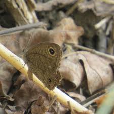 Attēlu rezultāti vaicājumam “Dianema nivale sessile”