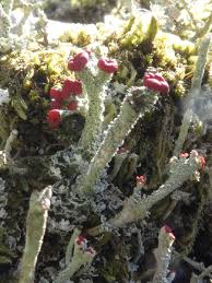 Attēlu rezultāti vaicājumam “Cladonia floerkeana”