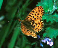 Attēlu rezultāti vaicājumam “Clossiana euphrosyne upperside”