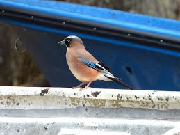 Attēlu rezultāti vaicājumam “Garrulus glandarius”