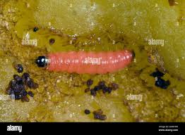 Attēlu rezultāti vaicājumam “Grapholita funebrana larva”