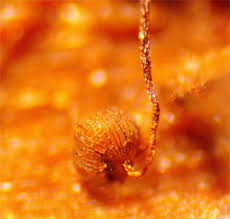 Attēlu rezultāti vaicājumam “Cribraria cancellata var. fusca”