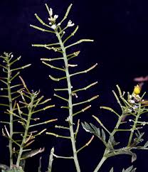 Attēlu rezultāti vaicājumam “Rorippa sylvestris leaf”