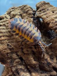 Attēlu rezultāti vaicājumam “Dienerella elongata”