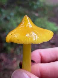 Attēlu rezultāti vaicājumam “Hygrocybe acutoconica”