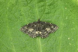 Attēlu rezultāti vaicājumam “Parascotia fuliginaria”