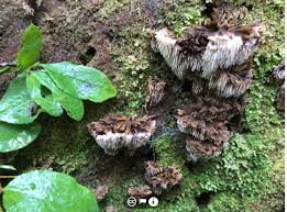 Attēlu rezultāti vaicājumam “Gloiodon strigosus”