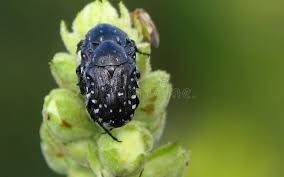 Attēlu rezultāti vaicājumam “Oxythyrea funesta”