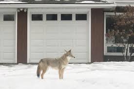 Image result for Hartlepool Coyotes