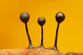 Attēlu rezultāti vaicājumam “Lamproderma pseudomaculatum”