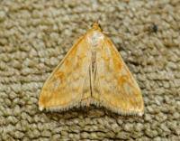 Attēlu rezultāti vaicājumam “Sitochroa verticalis”