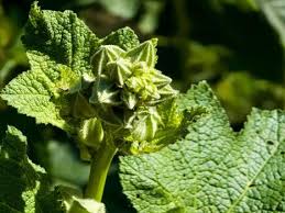 Attēlu rezultāti vaicājumam “Alcea rosea bud”