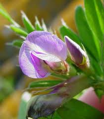 Attēlu rezultāti vaicājumam “Vicia angustifolia flower”
