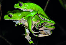 Attēlu rezultāti vaicājumam “Diplolepis bicolor”