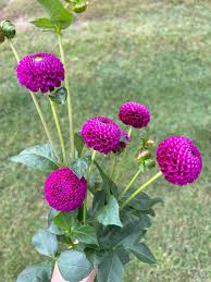 Image result for Dahlia x pinnata `Pompon Lilliput`